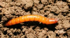 Методи и средства за борба против жица